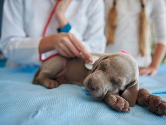 Alarmujący wzrost przypadków krwotocznego zapalenia żołądka i jelit u psów – liczy się każda godzina!