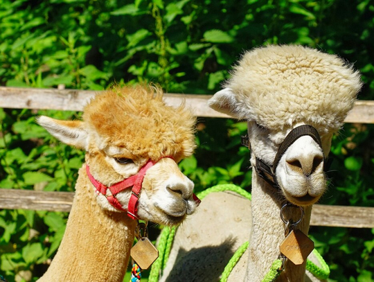 Atrakcje, smakołyki i sąsiedzkie spotkania przy Starej Baśni 3