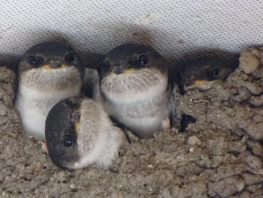 Bielańskie jaskółki oknówki