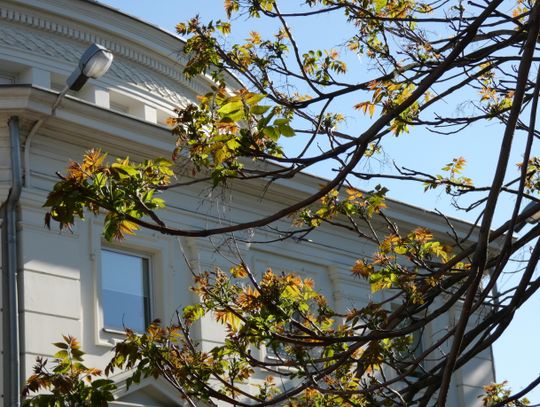 Czy Barbarze Różewskiej grozi odwołanie z funkcji prezeski WSM?