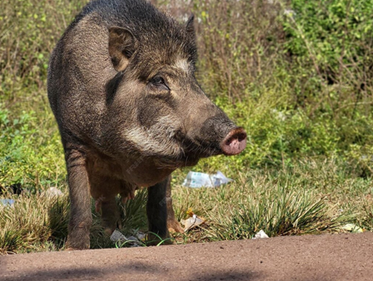 Czy dziki niszczą dzielnicę? Radna pyta o skalę strat i publiczne wydatki Czy dziki niszczą dzielnicę? Radna pyta o skalę strat i publiczne wydatki