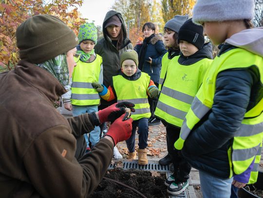 Dzielnica rozkwita! Ruszyło sadzenie 100 tysięcy kwiatów cebulowych