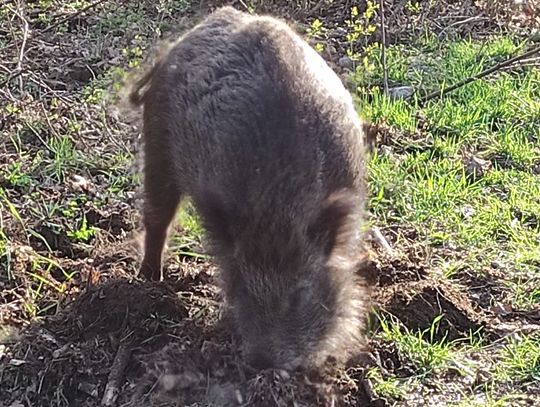 Dziki na Bielanach – ponad pół tysiąca zgłoszeń i gorąca dyskusja o bezpieczeństwie i współistnieniu