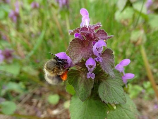 Dzikie pszczoły w sercu Bielan: Zaskakująca różnorodność w naszej okolicy