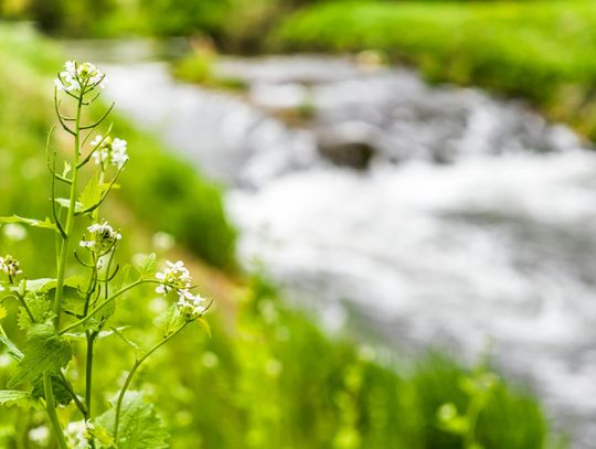 Ekologiczne odprowadzanie ścieków - czy przydomowa oczyszczalnia wspiera środowisko?