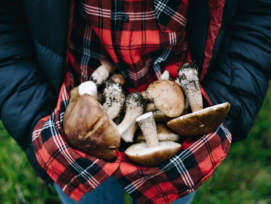 Jesień w lesie bez ryzyka – policja przypomina o zasadach bezpiecznego grzybobrania