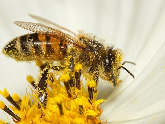 Kultura i natura: Rodzinny Dzień Pszczoły