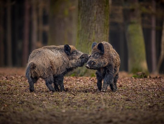 Miasto ogranicza populację dzików o 500 sztuk – rośnie zagrożenie dla mieszkańców i kierowców