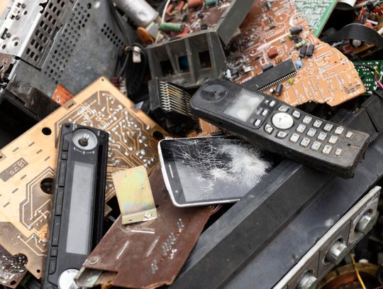 Oddaj elektroodpady, odbierz sadzonki – rusza akcja „Łączy nas czysty las”