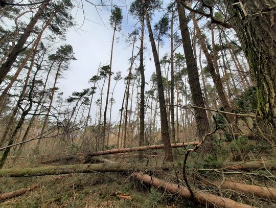 Ponad 250 uszkodzonych drzew w Lesie Bielańskim