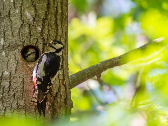 Ptaki opanują Park Olszyna- piknik już w najbliższą sobotę