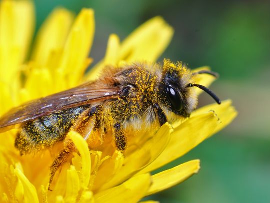 Tajemniczy świat pszczół dziko żyjących