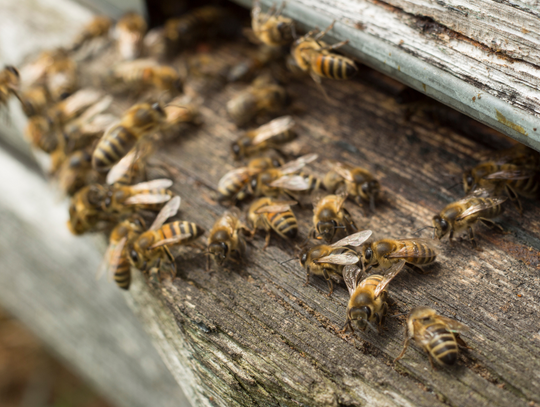 Ule na Bielanach: Miejskie pasieki tętnią życiem, a pszczelarstwo cieszy się coraz większym zainteresowaniem