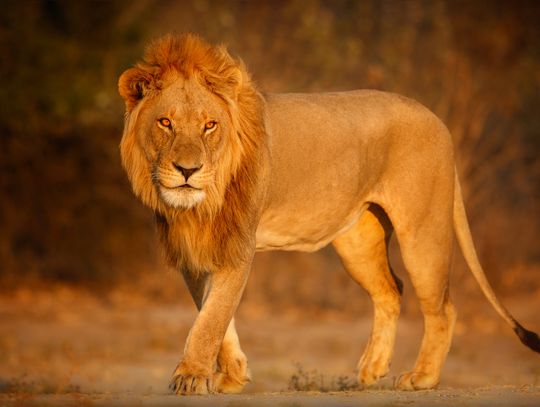 „W stronę króla lwa” – spotkanie podróżnicze