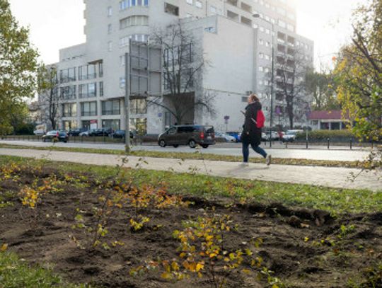 Więcej zieleni na Żeromskiego