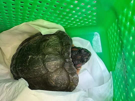 Wrony zaatakowały żółwia. Uratował go czujny mieszkaniec!