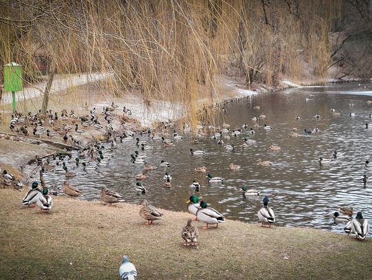 Zima w mieście: zadbajmy o ptaki i koty wolno żyjące Zima w mieście: zadbajmy o ptaki i koty wolno żyjące