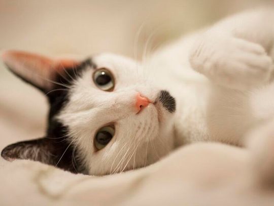 Zostań kocim wolontariuszem!