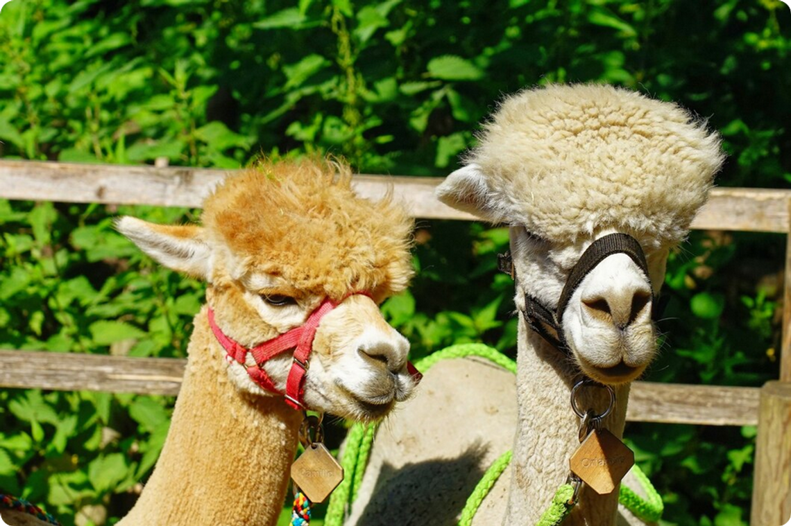 Atrakcje, smakołyki i sąsiedzkie spotkania przy Starej Baśni 3