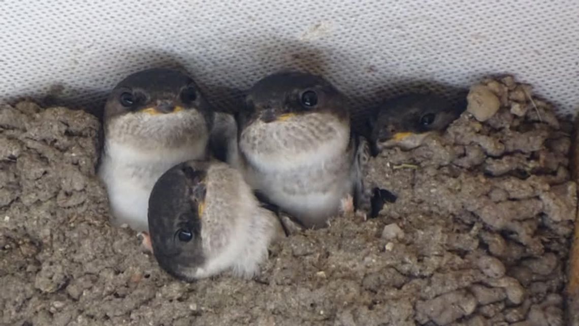 Bielańskie jaskółki oknówki