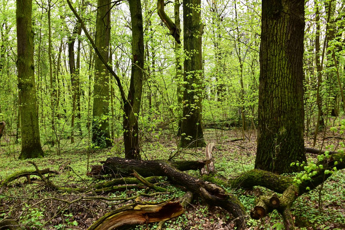 Bielany - zielone i przyjazne dla klimatu