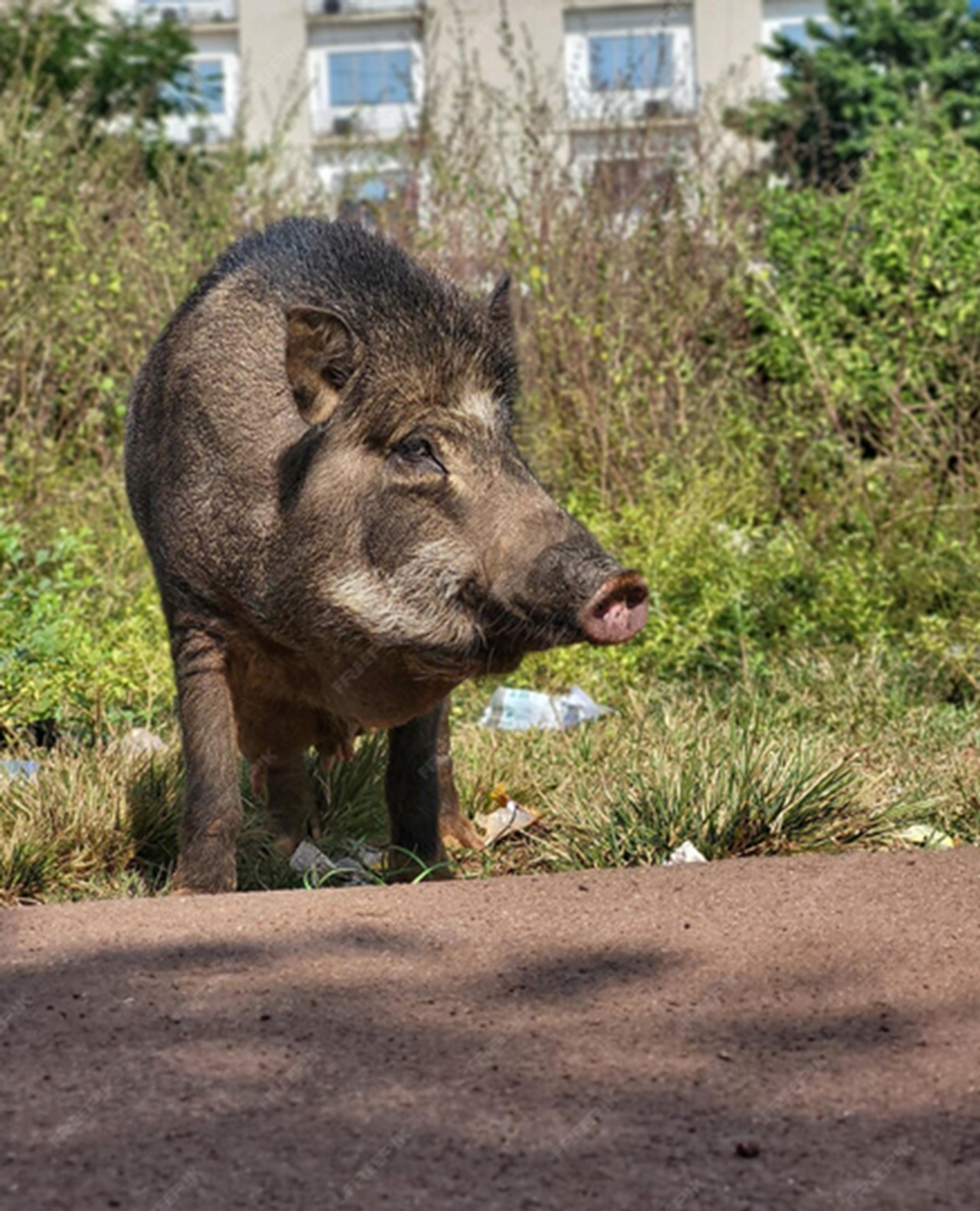 Czy dziki niszczą dzielnicę? Radna pyta o skalę strat i publiczne wydatki