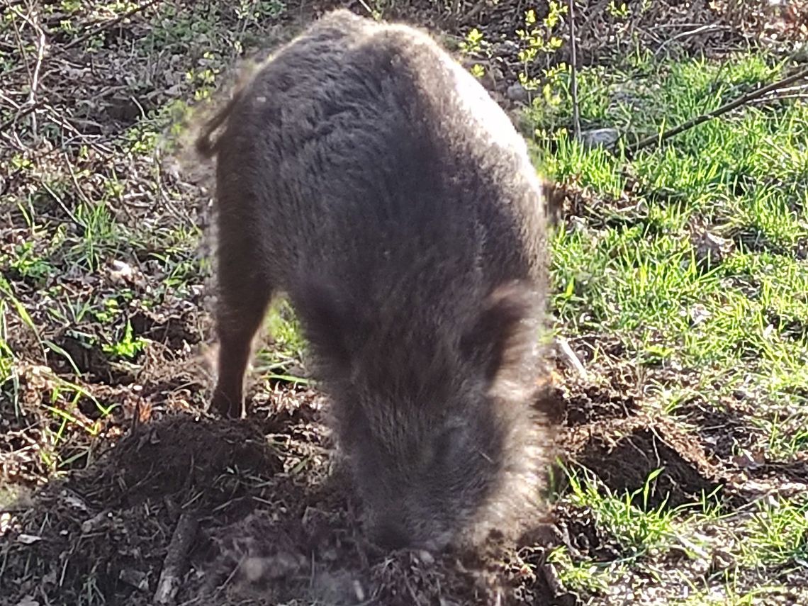 Dziki na Bielanach – ponad pół tysiąca zgłoszeń i gorąca dyskusja o bezpieczeństwie i współistnieniu