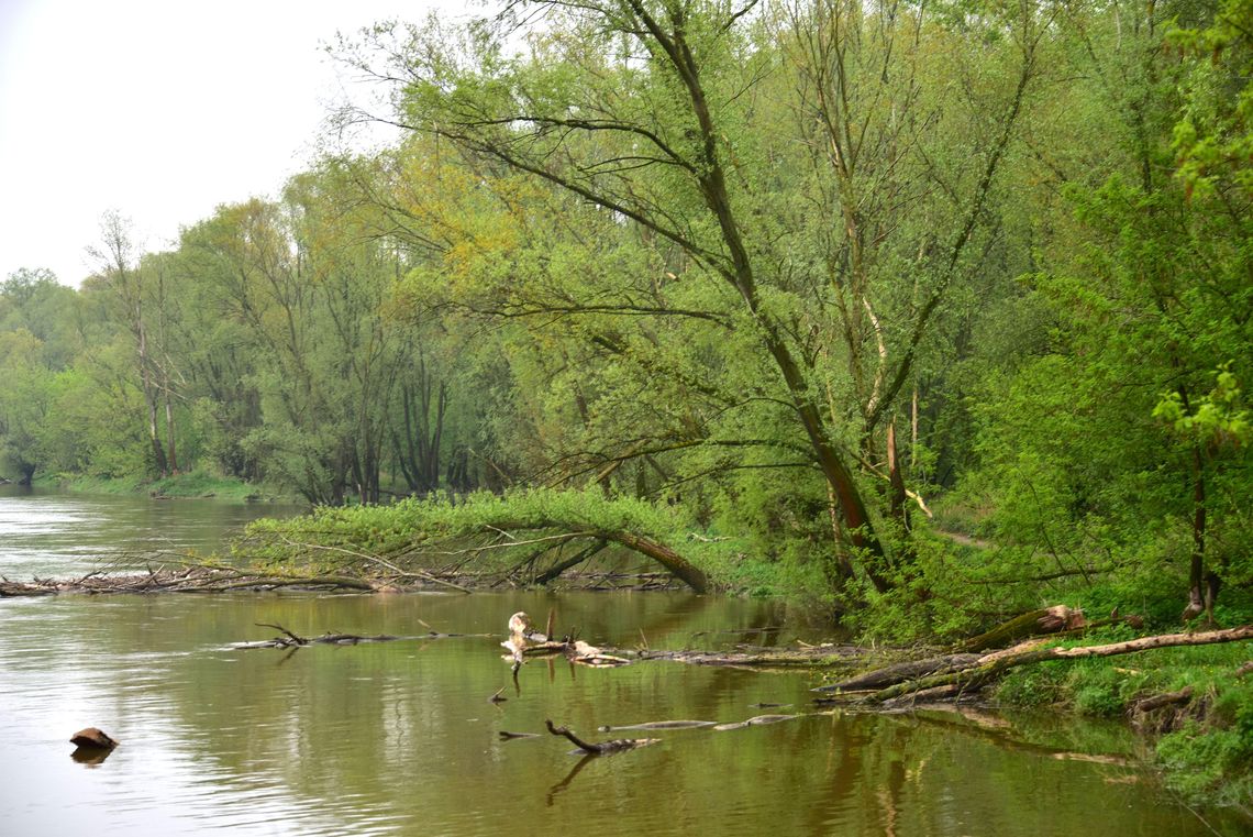 EkoWyprawy: Międzynarodowy korytarz ekologiczny