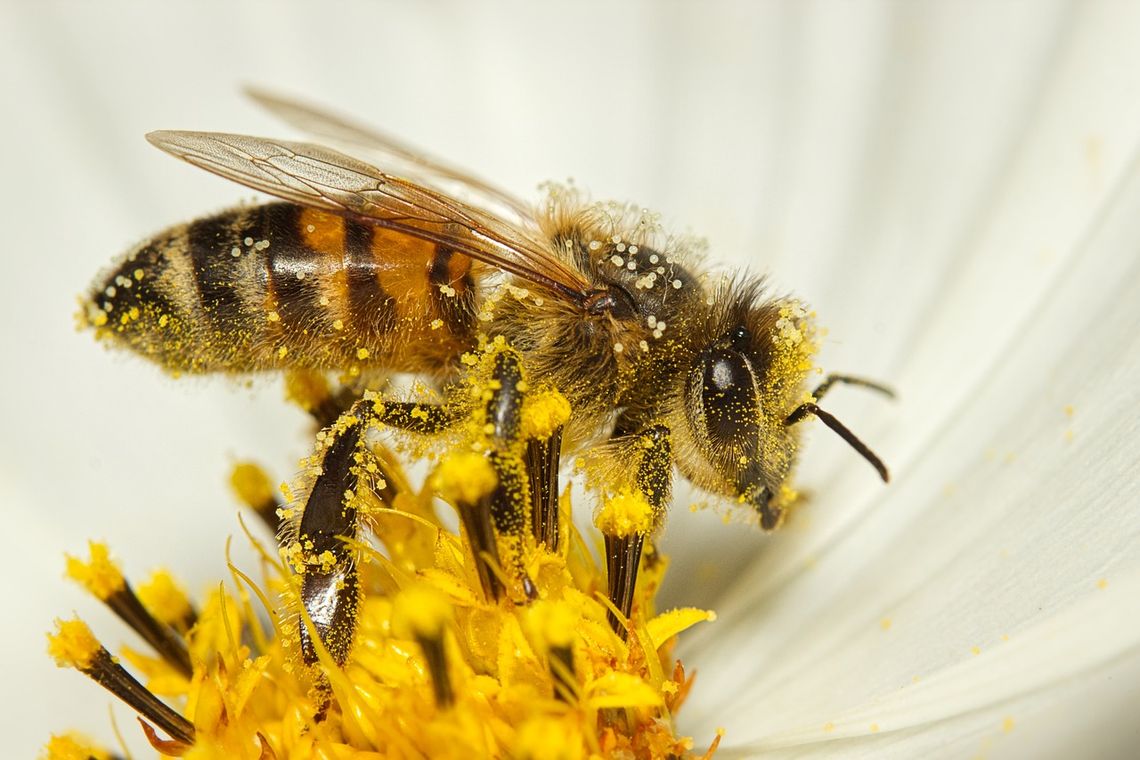 Kultura i natura: Rodzinny Dzień Pszczoły