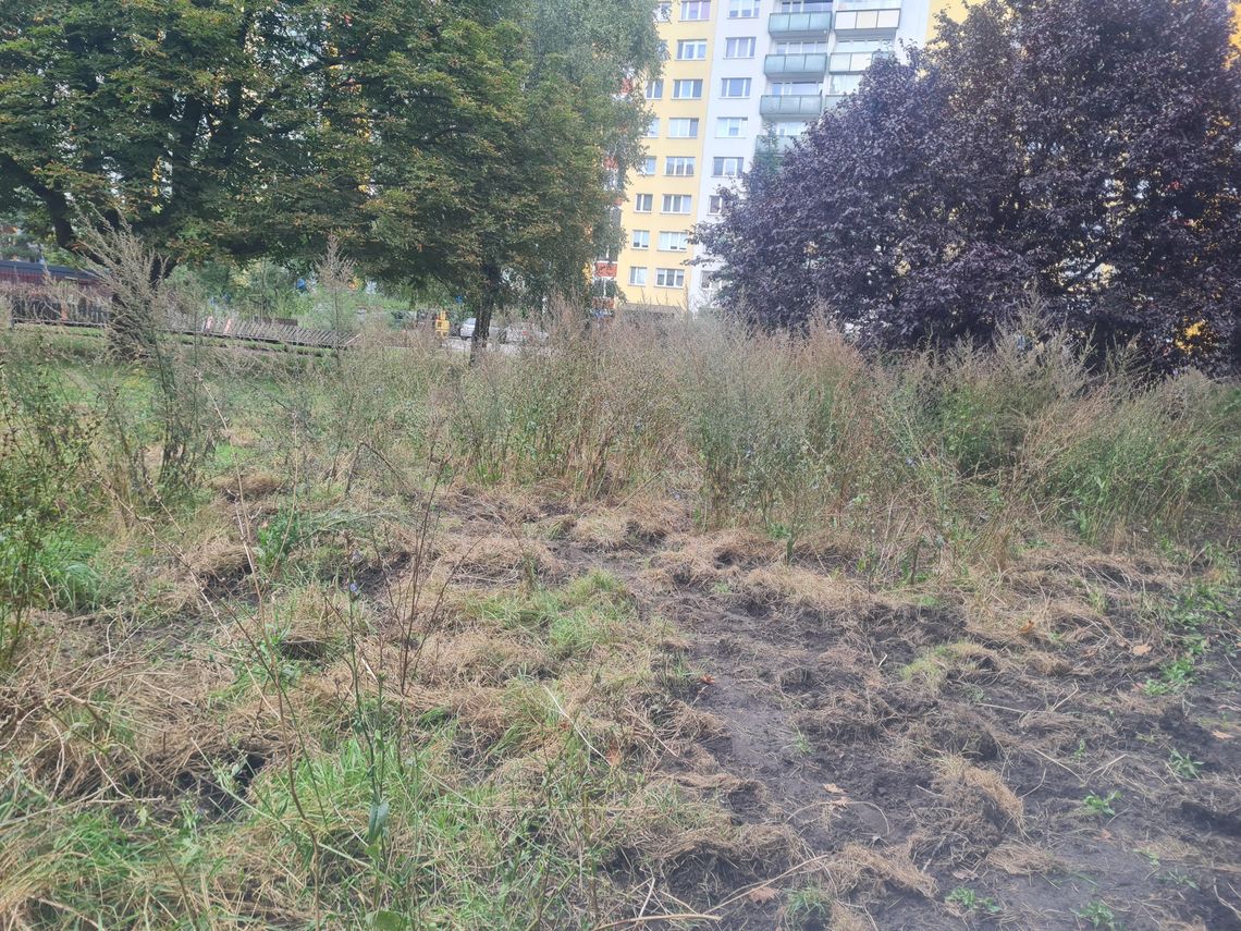 Łąka przy Bogusławskiego – z miejsca spotkań w ugór