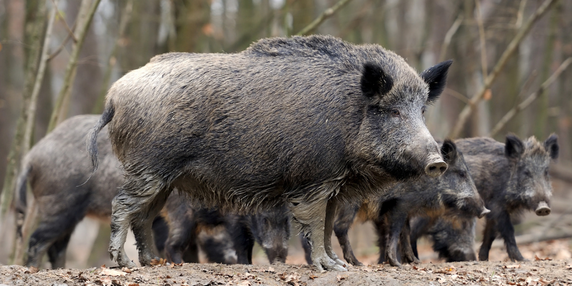 Los wawrzyszewskich dzików przesądzony. Co się stanie ze zwierzętami?