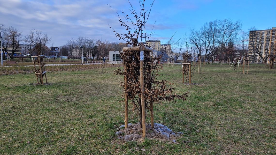 Nowe drzewa na serku bielańskim