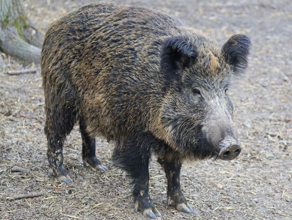 Odstrzał dzików w Warszawie rozpocznie się jeszcze w tym miesiącu