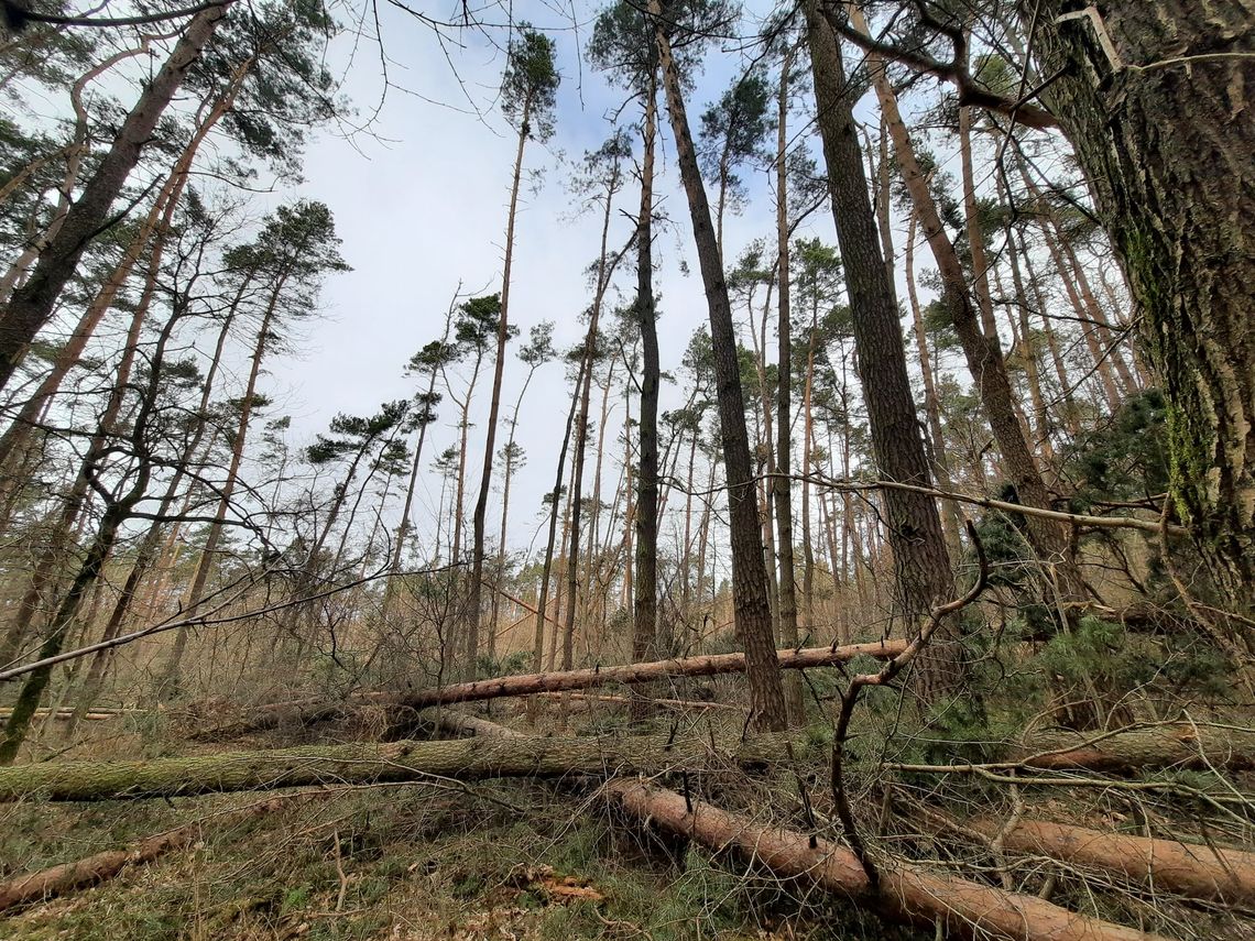 Ponad 250 uszkodzonych drzew w Lesie Bielańskim