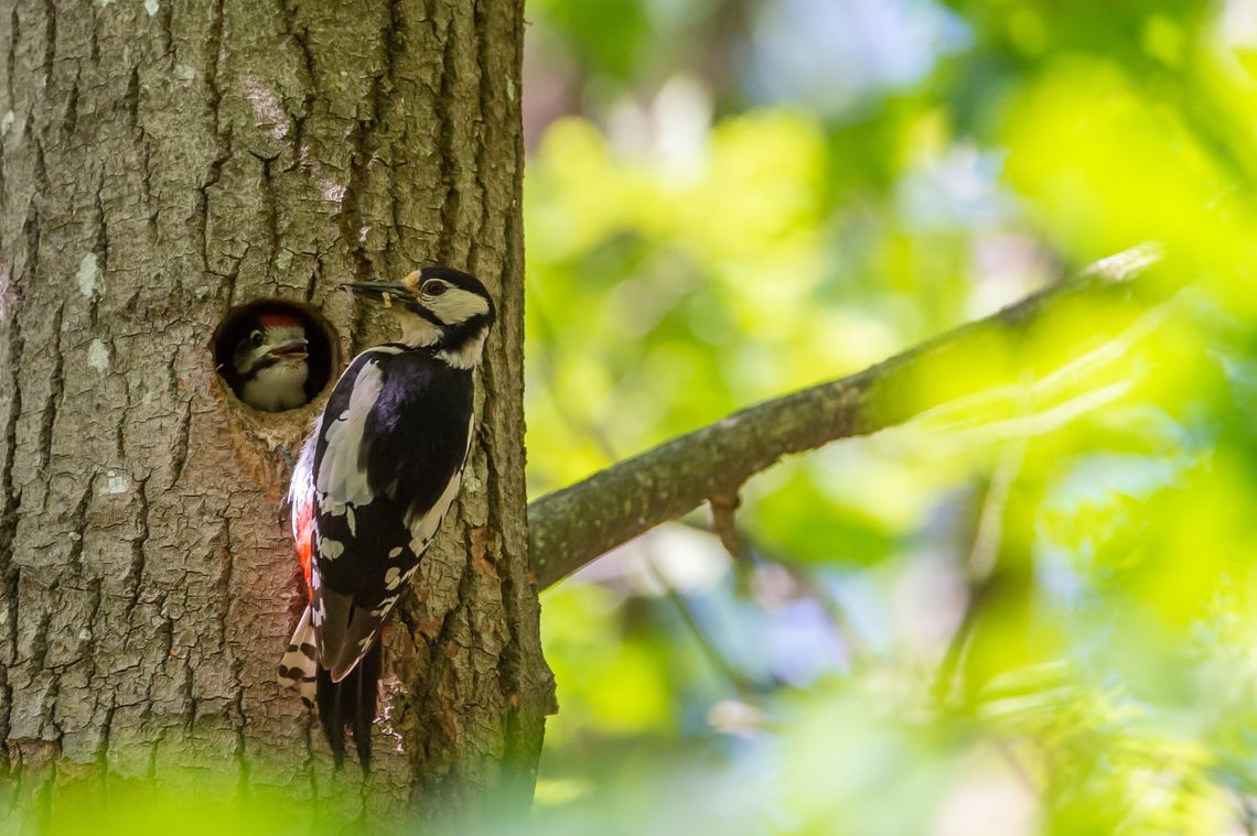 Ptaki opanują Park Olszyna- piknik już w najbliższą sobotę Ptaki opanują Park Olszyna- piknik już w najbliższą sobotę