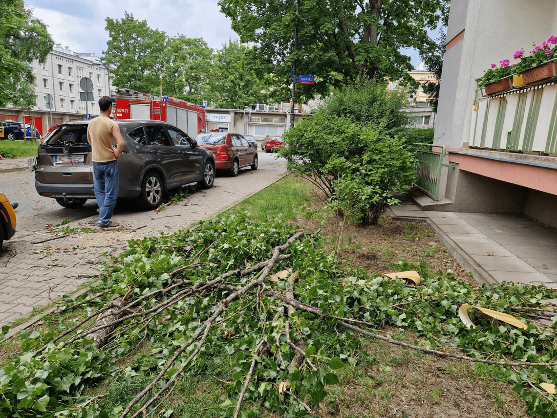 Usunięcie zagrażających bezpieczeństwu drzew na ul. Nałkowskiej