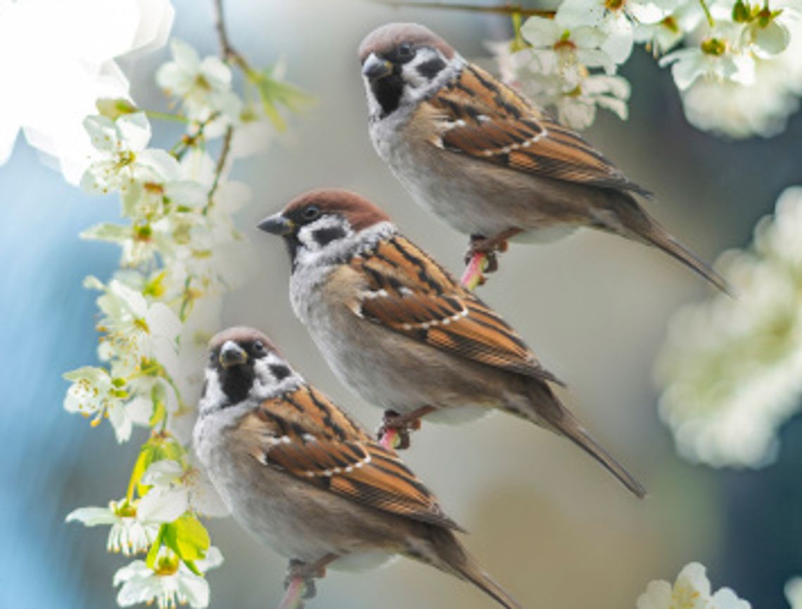 Bielański Dzień Ptaków - edycja 2023 Bielański Dzień Ptaków - edycja 2023