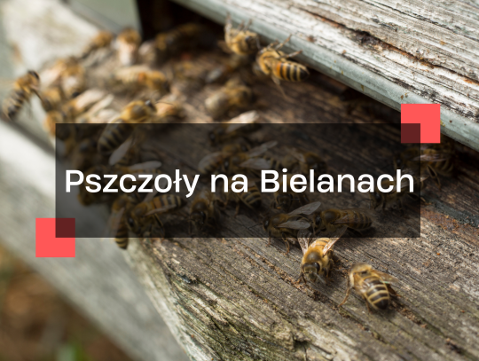 pszczoły na bielanach