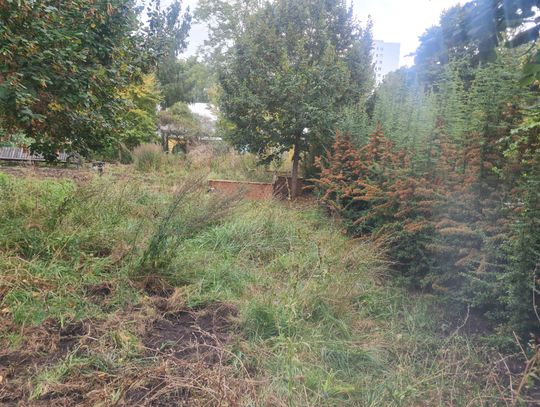 "Porażka władz Bielan" - zniszczona zieleń